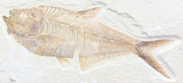 Detailed, Diplomystus Fossil Fish - Wyoming #41047